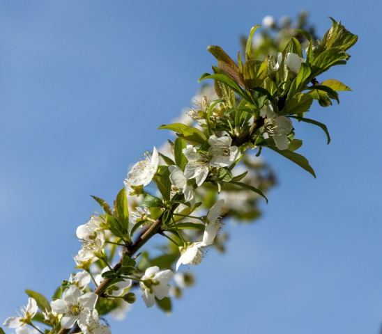 jean-marie-76-fleurs-branche-focus 
