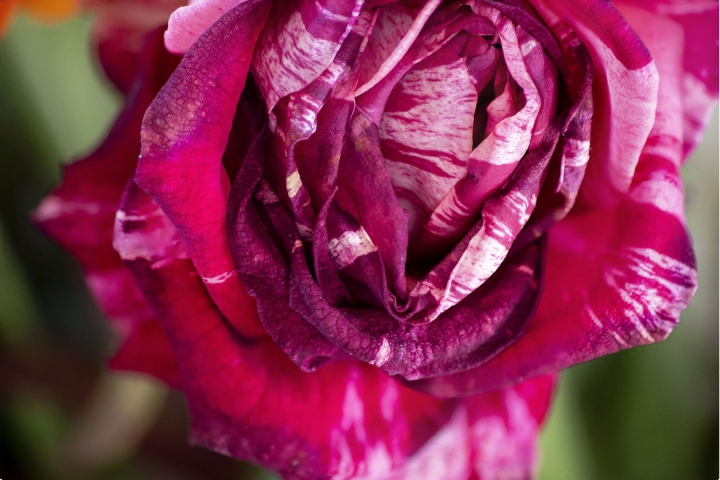 jean-marie-76-fleurs-roses-fusion 