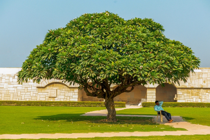 arbre-michel-plante-par--ho-chi-minh-en-1958-delhi 